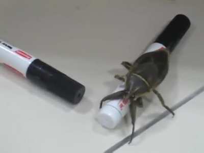 Insect be vibin'