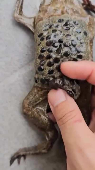 The Surinam Toad has one of the strangest birth methods in the animal kingdom. Babies erupt from a cluster of tiny holes in their mother&rsquo;s back.