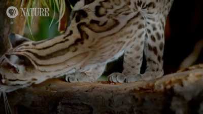 Sometimes called the "tree ocelot" owing to its superb climbing skills, the margay is remarkably adapted at leaping after and chasing birds and monkeys through the treetops. The margay can also turn its ankles up to 180 degrees enabling it to grasp branch