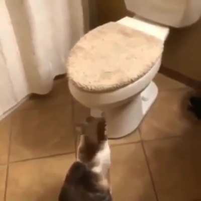 Cat went 🔝