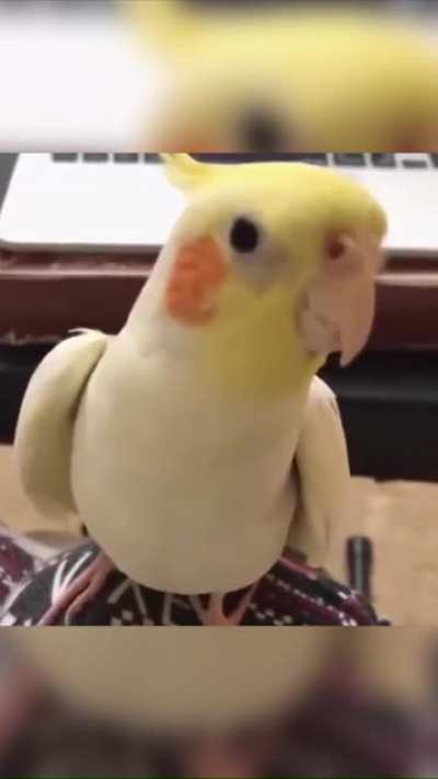 Seagull wanted in connection with serial thefts