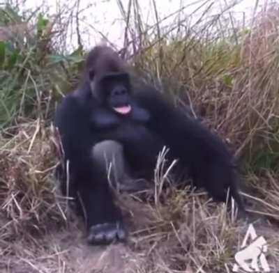 Ape goes sleepy
