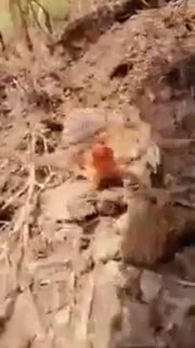 Camel Spider&rsquo;s furious battle cry.