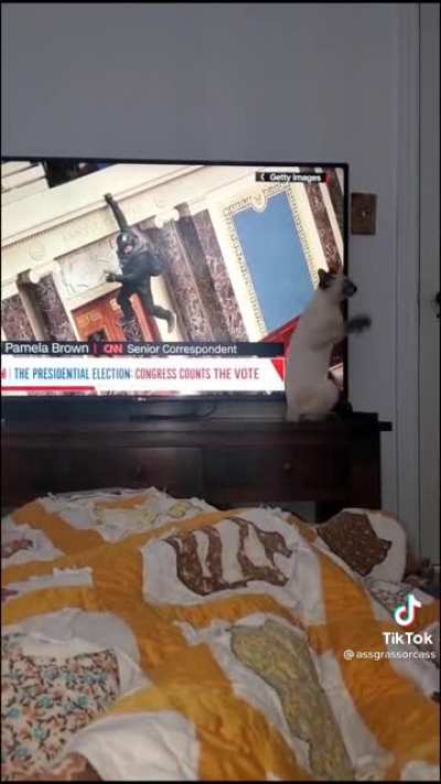 The cat can&rsquo;t handle 2021