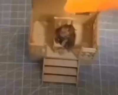 cockroach 👎
