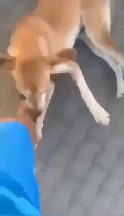 Que cachorro fofo :3