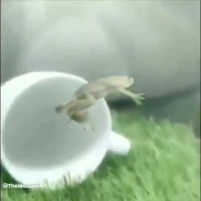 frawg