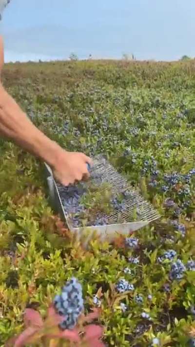 This blueberry harvesting tool.