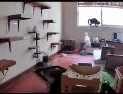 🙀