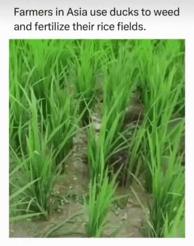 It's a win for natural sustainability
