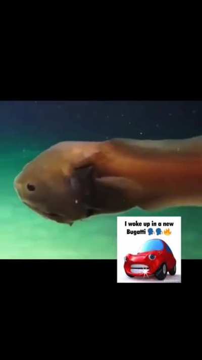 fish of the week !!