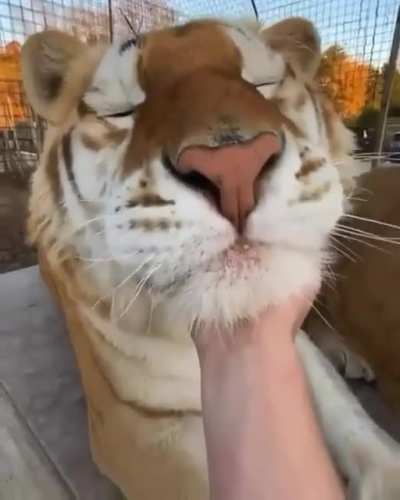 Big cats like their chins scratched
