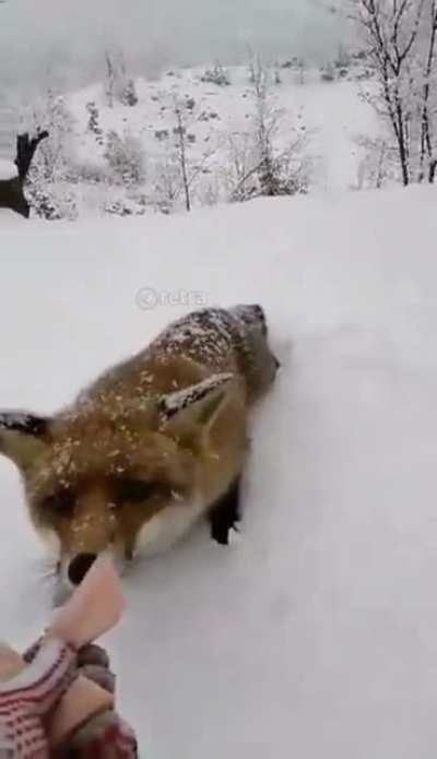 When you try to feed the fox