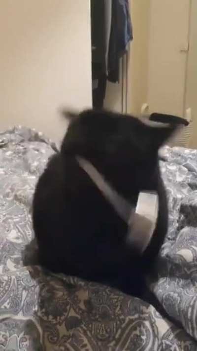 Diesel engine kitty