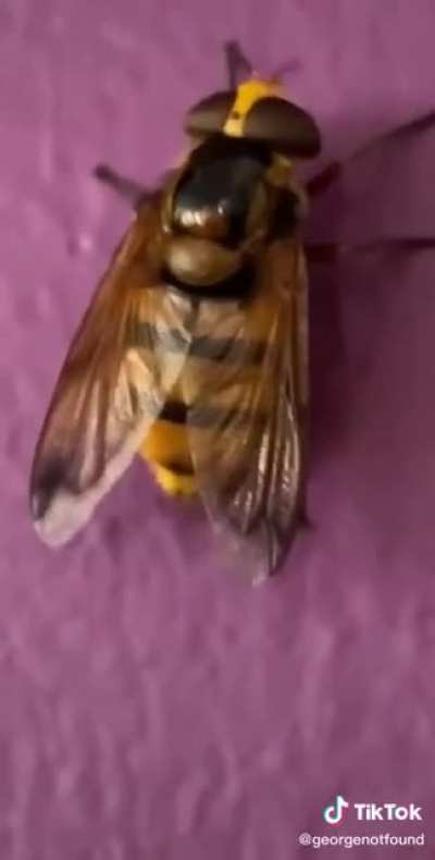Look at this wasp!