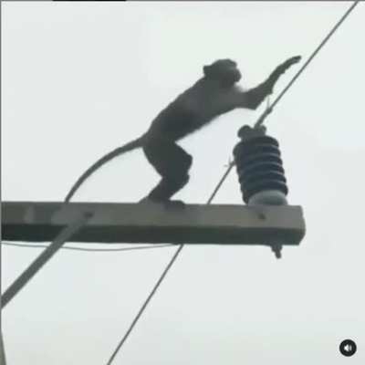 RIP monke