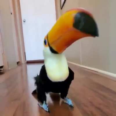 Tap Dance anyone?