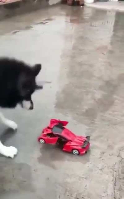 Scared dog