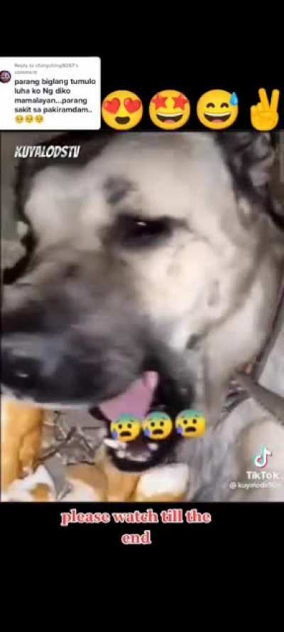 Dawg is playin possum