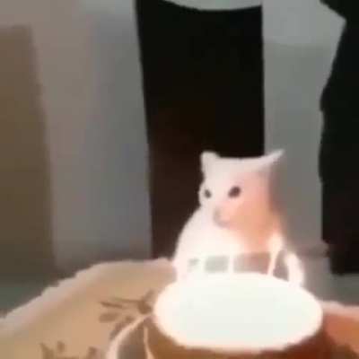 😾