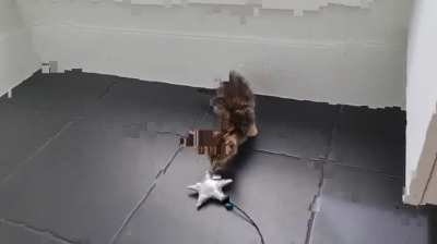 kitten too smol to cat
