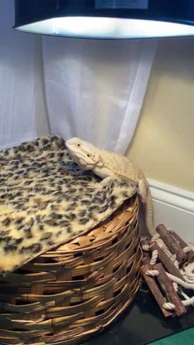 Explain to me why she (I hope) is doing this????? More in comments