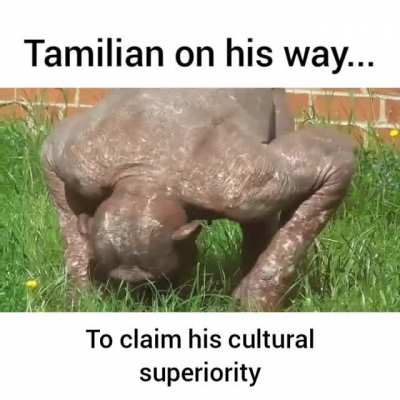 Oc
