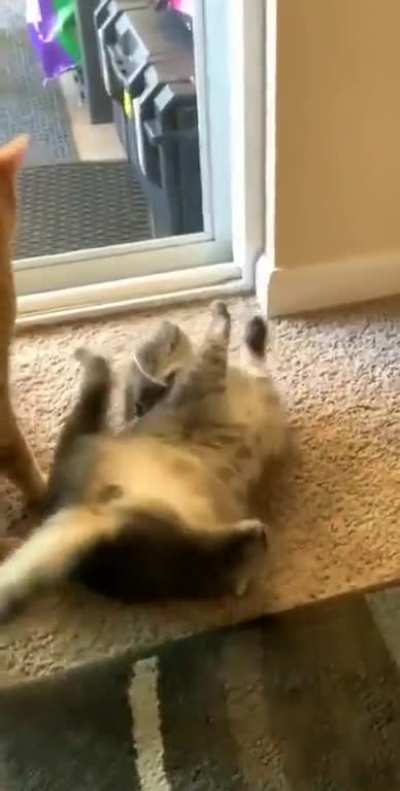 Cat gets freaked out by spaghetti