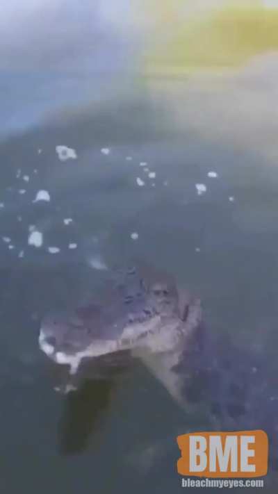 Alligator wants to come play