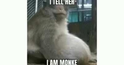 Monke