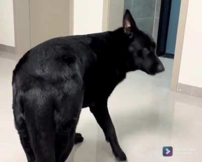 to steal the grapes