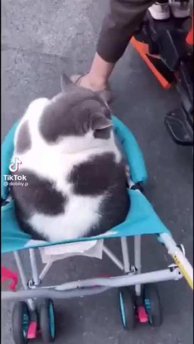 Wellerman Chonkers