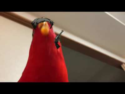 bird