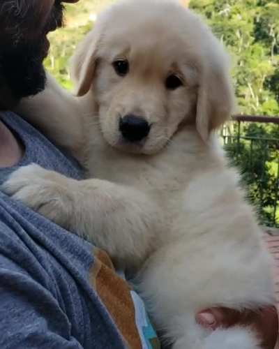 All Dog Dads After Getting A Pet They Didn't Want
