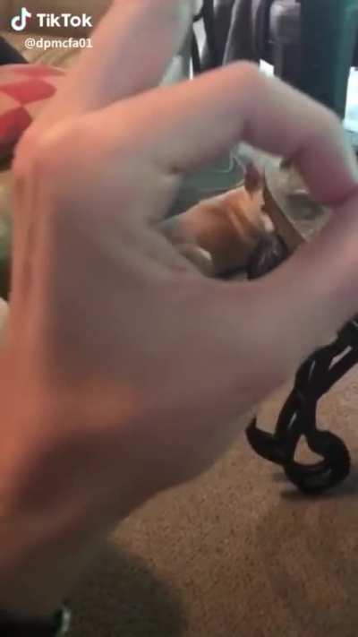 Don’t mess with Sammy