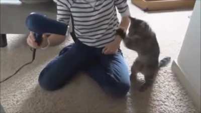 Meowhammad Ali