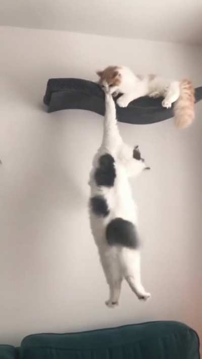 Lion King irl