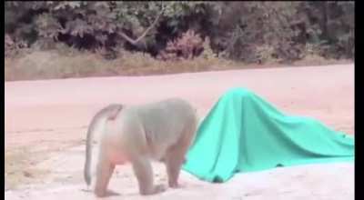 Monke scream