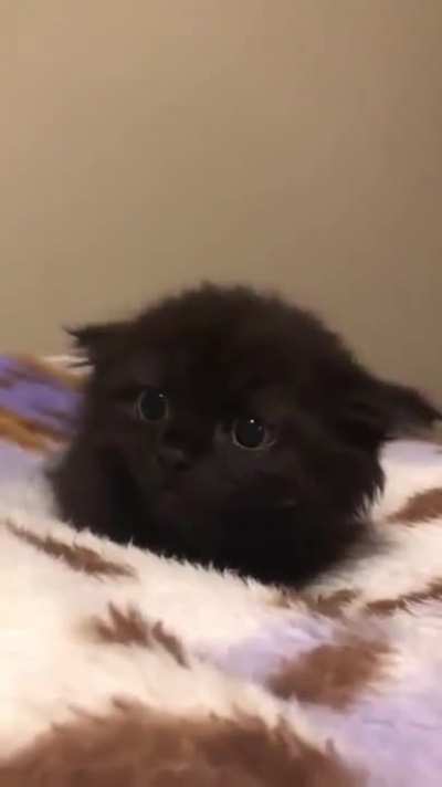 Earsies
