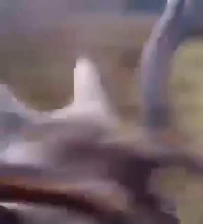 who's hunting who?