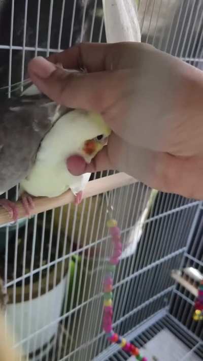 my whiteface making sounds like an eagle