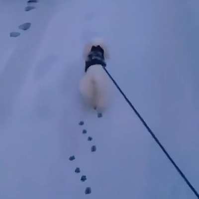 Perfect pawprints