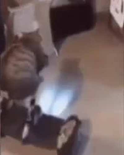 kot