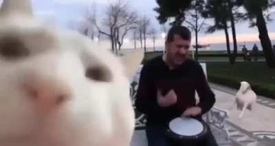 Upvote this so when Gorp play it chat won&rsquo;t know if they should spam catJAM ANELE dogJAM or AYAYA