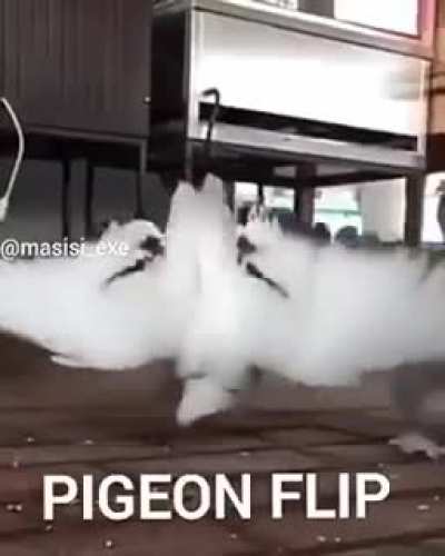 PIGEON FLIP B)