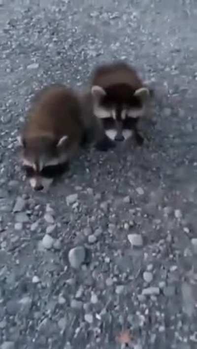 They kinda cute tho