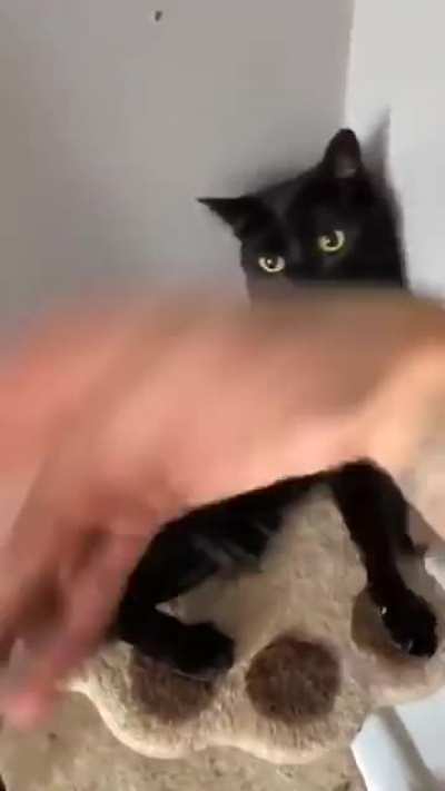 man and cat fight