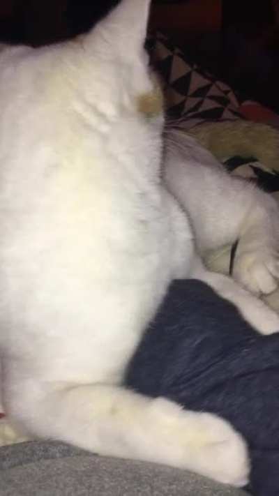If Stewie sits on your arm, he owns it—don’t even think about moving it