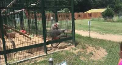 Monkey wasn&rsquo;t liking the gang signs