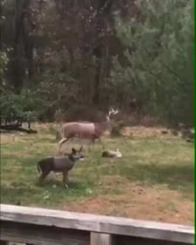 Poor deer, he's probably traumatized.